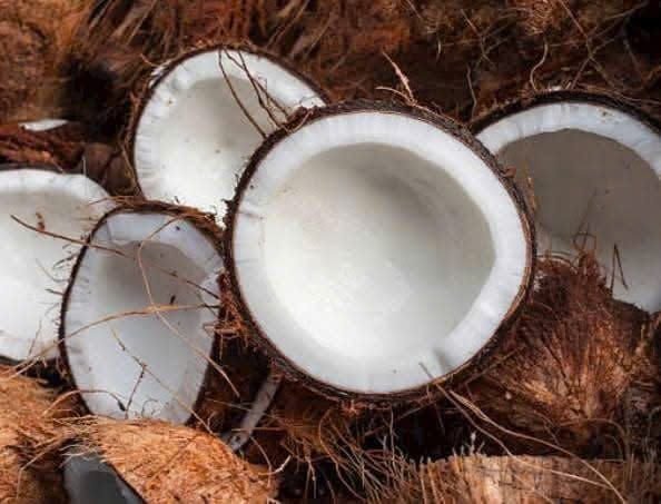 Coconut Trees & Products